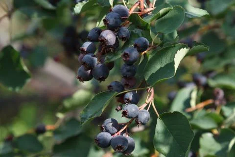 Saskatoon berries Stock-Fotos
