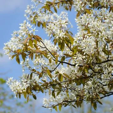 Saskatoon in bloom, the netherlands Stock Photos