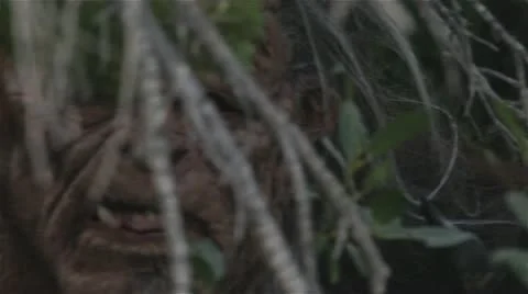 Sasquatch In Trees Video stock 12670550