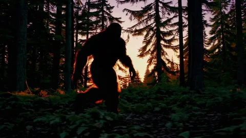 Sasquatchin The Forest at Sunset Stock Footage 297509599