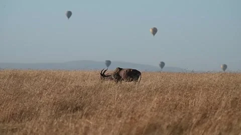 Sassaby grazing while hot air balloons float in the background in Masai Mara Stock Footage 250530039