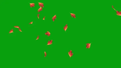 Sassafras leaf falling on green screen background Stock Footage 247700214