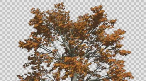 Sassafras Top of the Tree is Swaying at The Wind Yellow Tree Leaves Are Stock Footage 57405231