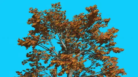 Sassafras Top of the Tree is Swaying at The Wind Yellow Tree Leaves Are Stock Footage 57442976