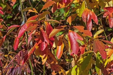 Sassafras Tree Leaves in the Fall Stockfoto's