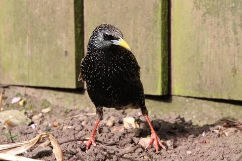 Sassy starling Stock Photos