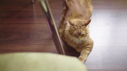 Сat 4K Stock-Footage 77507264