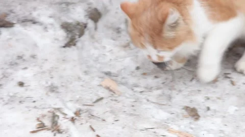 Сat and mouse Video stock 130402064