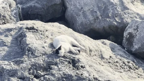 Сat comfortably lying on large rocks by the sea 스톡 동영상 275620680