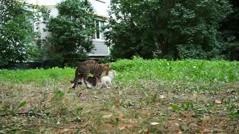 Сat dominates to show his superiority. Copulation in cats. Stock Footage 212523192