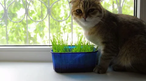 Сat eating  grass Stock Footage 51723973