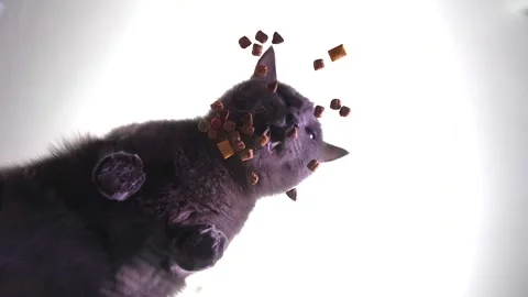 Сat eats dry food. View from below. Stock Footage 211435726