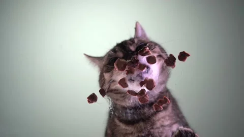 Сat eats wet food. View from below. Stock Footage 209658785