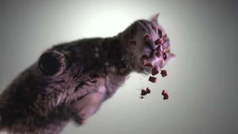 Сat eats wet food. View from below. Stock Footage 209658823