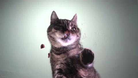 Сat eats wet food. View from below. Stock Footage 209658954