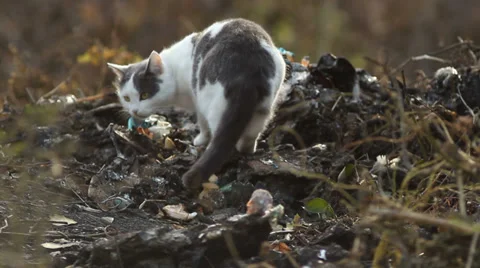 Сat on garbage Video stock 33415414