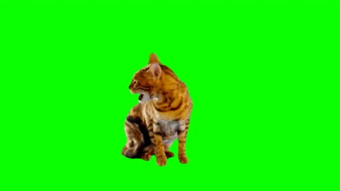 Сat on green screen isolated with chroma key, real shot Video stock 145793347