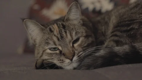 Сat lies on soft surface and falls asleep indoors daylight Vidéo 112581498