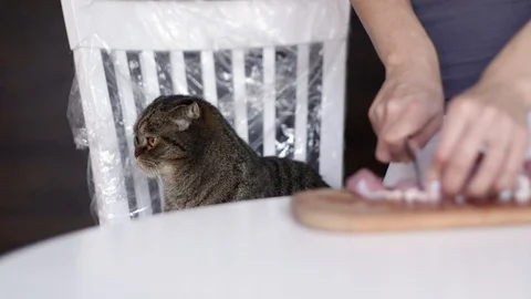 Сat is looking at a piece of meat Видео 97823410