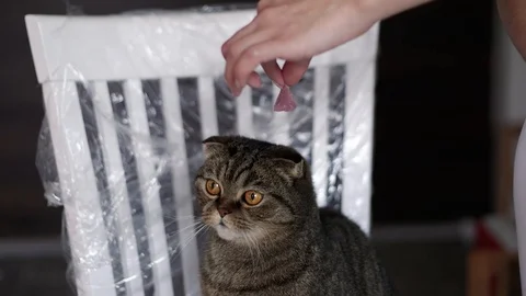 Сat is looking at a piece of meat Stock-Footage 97823424