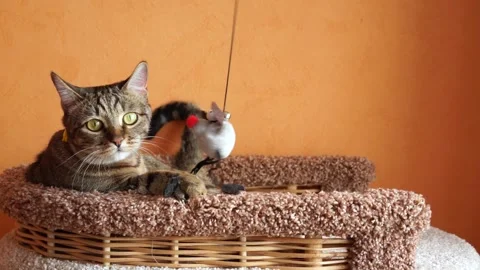 Сat is playing with a teaser toy. Playful domestic cat. Stock Footage 213658615