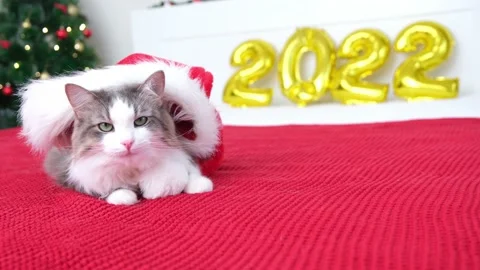 Сat in a santa claus hat sits on a red blanket near with a balls 2022 Stock Footage 163534603