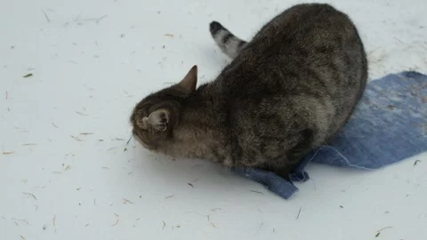 Сat is sitting on a linen cloth spread out in the snow. Stock Footage 325787514