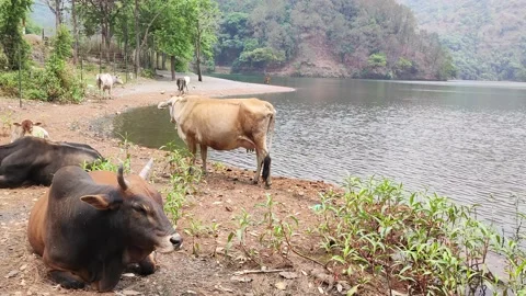 Sat Tal Lake Vídeo Stock 191318898