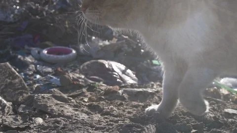 Сat walks in garbage dump looking for food, an environmental protection concept Stock Footage 103659522