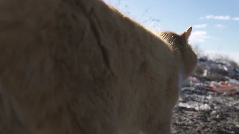 Сat walks in garbage dump looking for food, an environmental protection concept Stock Footage 104419546