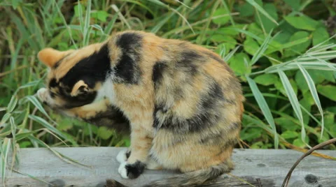 Сat washes Stock Footage 55236002