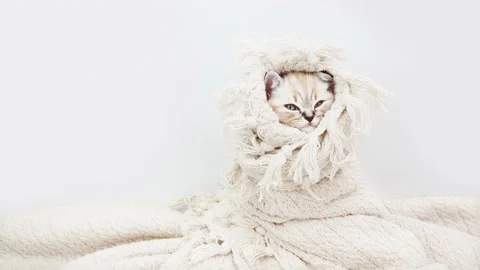 Сat is wrapped in a blanket. Stock Footage 171621773
