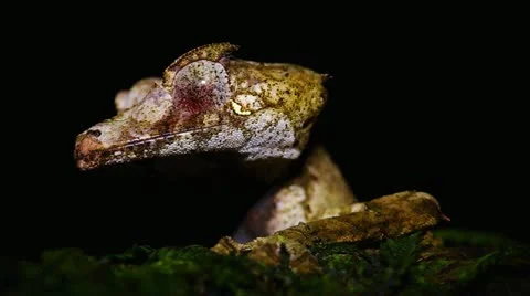 Satanic Leaf-tail Gecko in Madagascar. Stock Footage 21297311