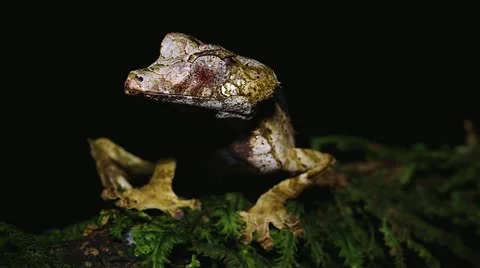Satanic Leaf-tail Gecko in Madagascar. Stock Footage 21297447