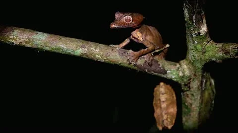 Satanic Leaf-tail Gecko in Madagascar. Stock Footage 21297651