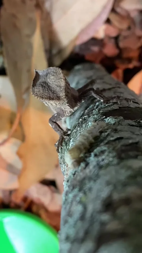 Satanic Leaf Tailed Gecko Hunting Stock Footage 332870006