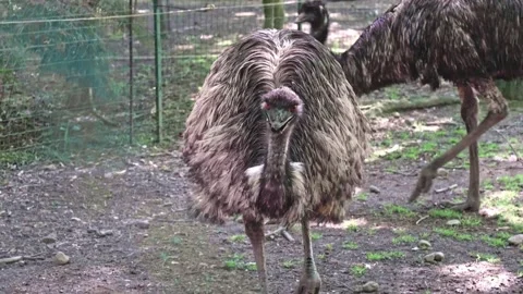 SATANIC OSTRICH Video stock 315774459