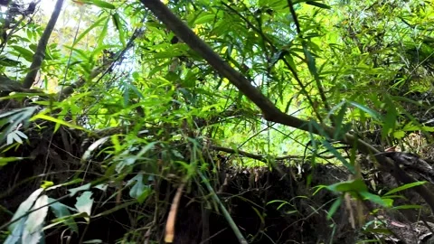 Satchori Deep forest Stock Footage 288162278