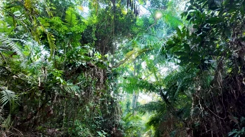 Satchori Forest Trail Stock Footage 287960604