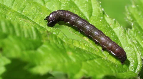 Satellite caterpillar Stock-Footage 24602107