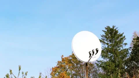 Satellite dish in a forest Stock Footage 12573215