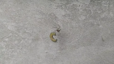 Сaterpillar fighting with spider Video stock 251613944