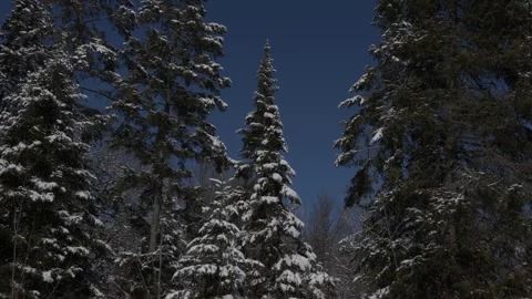 Satic shot forest in winter, Trees covered in snow, evergreen, winter wonderland Vídeo Stock 292330322