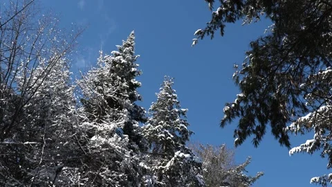 Satic shot forest in winter, Trees covered in snow, evergreen, winter wonderland Vídeo Stock 292331670