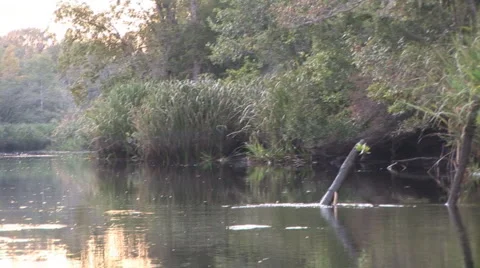 Satilla River Georgia Stock Footage 1040876