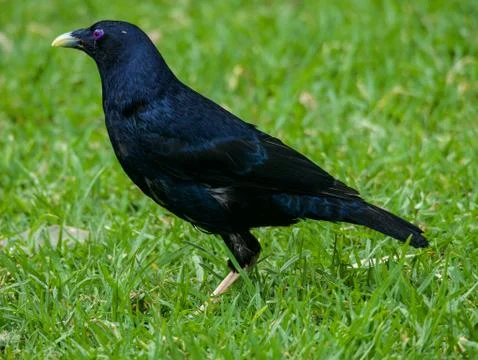 Satin Bowerbird Stock Photos