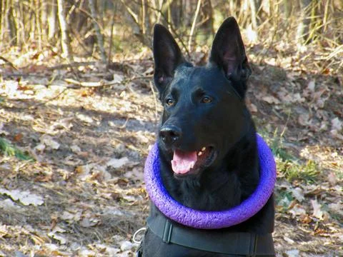 Satisfied black shepherd with a puller on his neck with his tongue hanging o Stock Photos