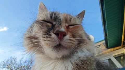 Satisfied cat face enjoying warm weather Видео 340196192