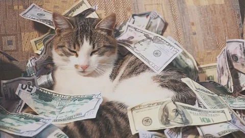 Satisfied cat sleeping in a pile of dollars. Adorable cat is lying on dollar 스톡 동영상 119598992