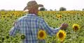 Satisfied Confident Proud Owner Showing Around Crop Abundance Sunflower Harvest 4k or 4k+ Resolution
